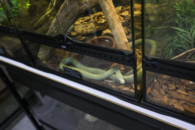 Бродя по дворикам в глуби Хамовников можно наткнуться на магазин с рептилиями. | Источник: Артем Устюжанин / MSK1.RU