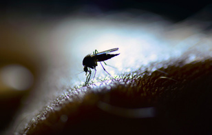 Почему одних комары кусают, а других нет?