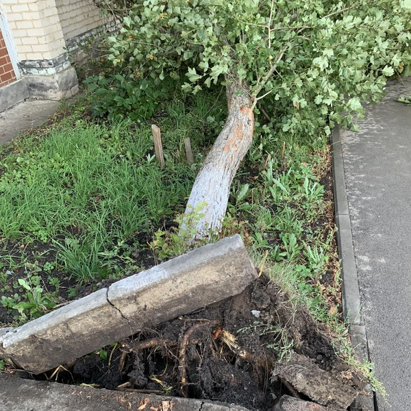 Дерево вырвало с такой силой, что по асфальту пошли трещины | Источник: Подслушано Cуксун / Vk.com