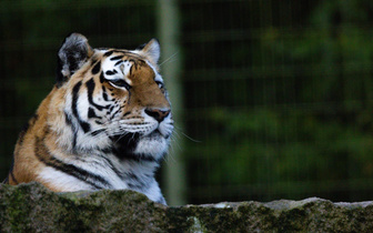 Не все тигры свирепы: как большие кошки прошли личностный тест и зачем это было нужно