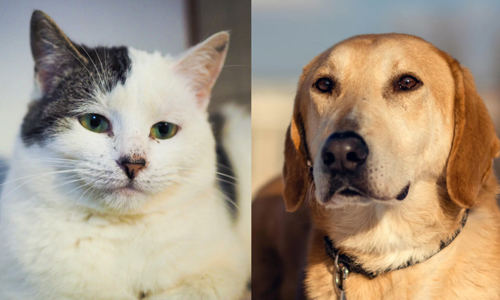 Котопёс недели: кошка Фанта и пёс Алтай