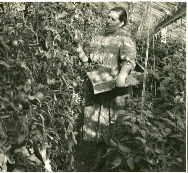 1958 год. Собирали овощи и фрукты вручную | Источник: Государственный исторический музей Южного Урала (ГИМЮУ)