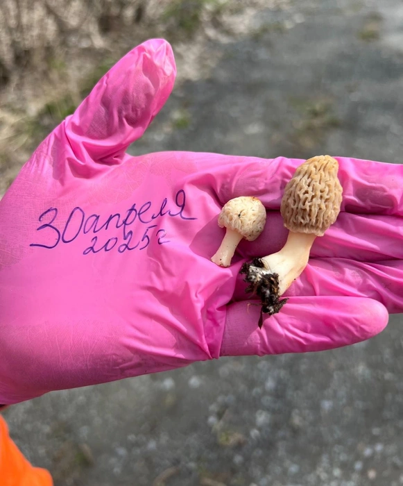 Анастасия нашла сморчки в лесу в направлении озера Балтым | Источник: Анастасия Вяткина / «Грибы и грибники Екатеринбурга и Свердловской области» / Vk.com