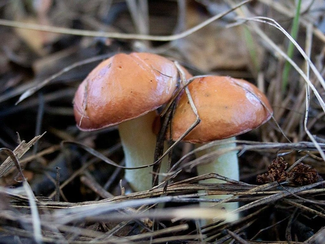 У молодых маслят обычно шляпка со скользкой жидкостью | Источник: mycology.su