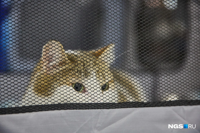 Доходы от его продажи пойдут на счет фонда | Источник: Александр Ощепков / NGS.RU