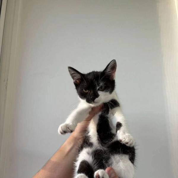 Это малыш мужского пола | Источник: сайт бесплатных объявлений