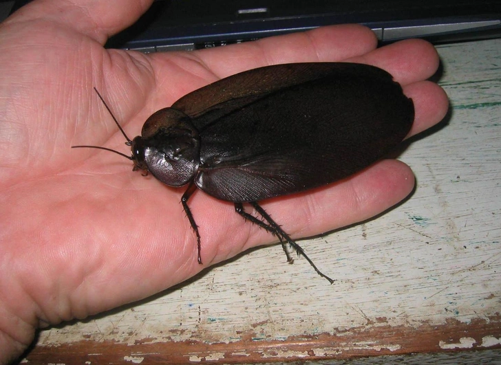 Источник: Dwain Holmes, CC BY-NC 4.0, via iNaturalist.org