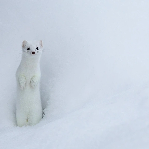 Источник: Jarmo Manninen / Vuoden Luontokuva 2025