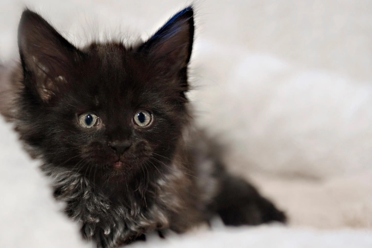 Котенок мейн-куна окраса черный дым  | Источник: Shutterstock/Fotodom.ru