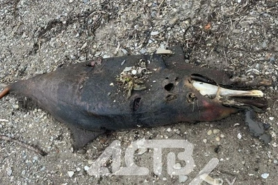 Мертвого дельфина выбросило на берег в Третьей Пади