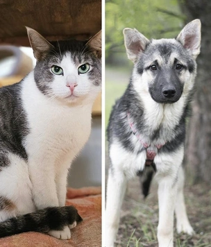 Котопёс недели: щенок Пельмешек и кот Маус ждут своих людей в приюте