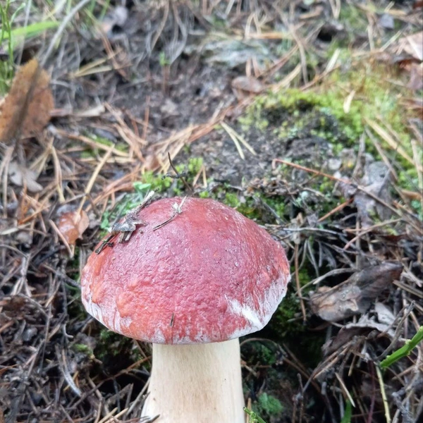 Источник: «Грибы и грибники Екатеринбурга и Свердловской области» / Vk.com