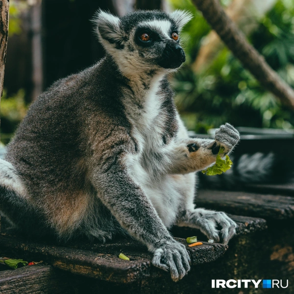 А это — обитатели зоопарка Кхао Кхео | Источник: Алина Ринчино / «ИрСити»