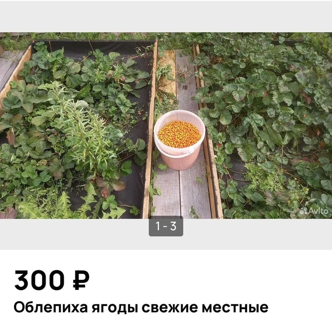 Облепиха тоже есть в продаже | Источник: Avito.ru