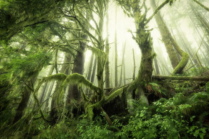 Где у планеты легкие: как леса влияют на земной климат
