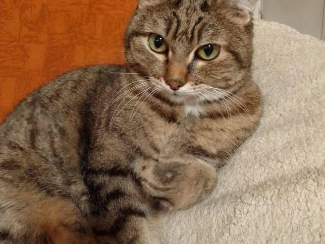 Питомец выбирает проводить морозные периоды на тёплых покрывалах. | Источник: читательница НГС Нина