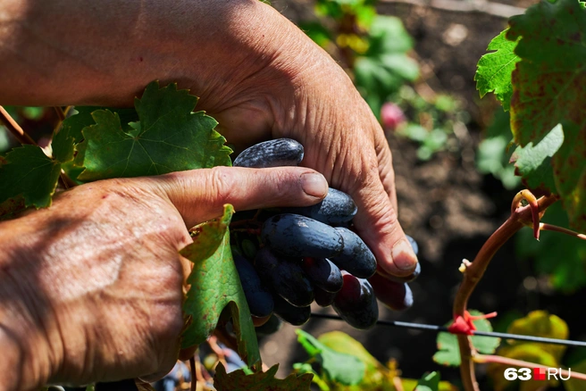 «Рэмбо»: первый урожай | Источник: Роман Данилкин / 63.RU