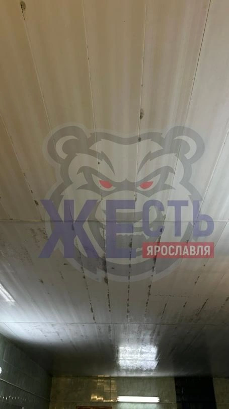Потолки тоже покрыты плесенью | Источник: Жесть Ярославль / Vk.com