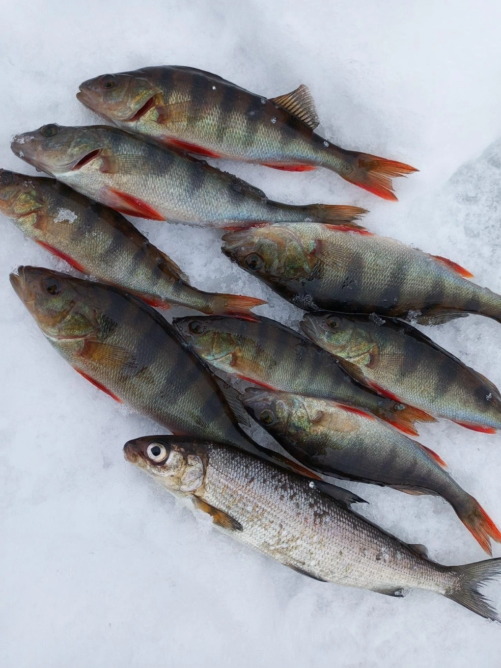 Источник: Любовь Зобнова