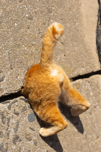 10 cамых смешных фото котов-рыжиков за всю историю конкурсов Comedy Pet Photography Awards и Pet Photography Awards | Источник: Comedy Pet Photography Awards