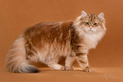 Сибирские кошки: мощь и спокойствие