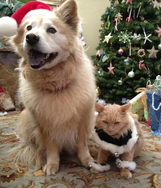 кошки и собаки в новогодних костюмах