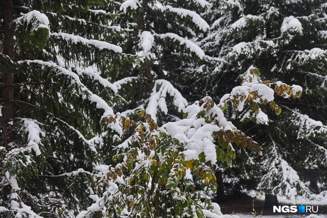 До Нового года осталось 86 дней | Источник: Александр Ощепков / NGS.RU