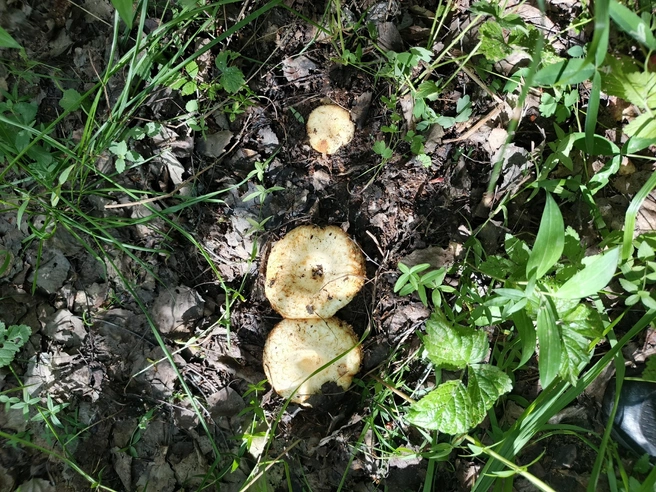 Грузди ждут осенью, а они появились в июле  | Источник: Дмитрий Простой / Vk.com