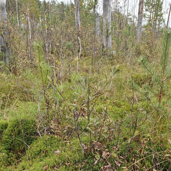 Источник: Каждой твари по паре / Телеграм