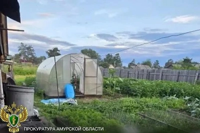 В Приамурье судят жителя Зеи за коноплю