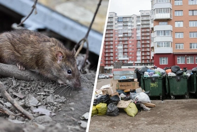 Крысы в центре Архангельска: почему борьба безуспешна
