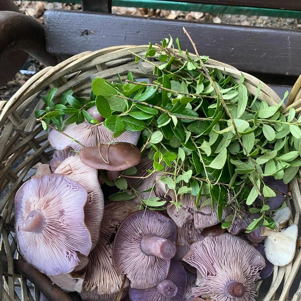 Источник: Оксана Король / Грибы в Подмосковье 2025 / VK.com