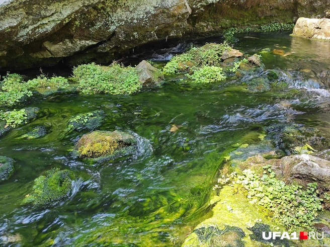 На дне реки — ярко-зеленые водоросли