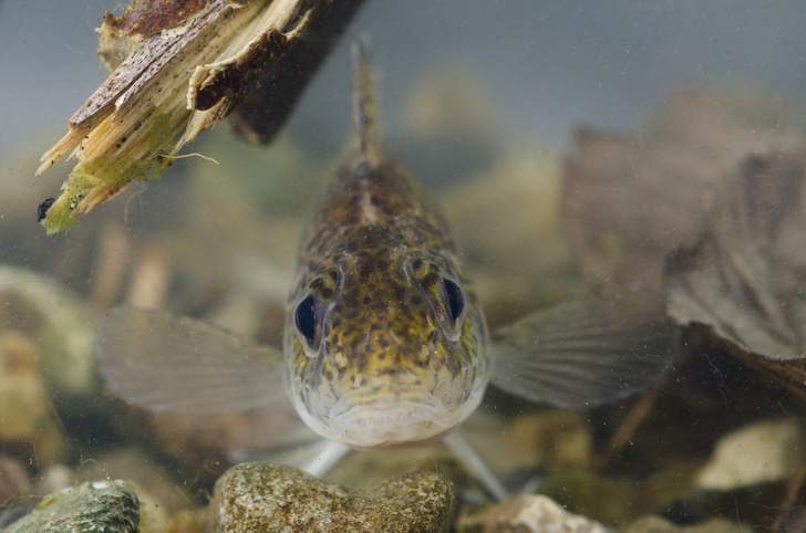 Рыбы с колючками: 4 занимательных факта о ершах