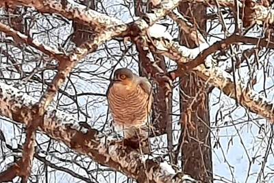 Rare winter sparrowhawk spotted in Novosibirsk eating prey