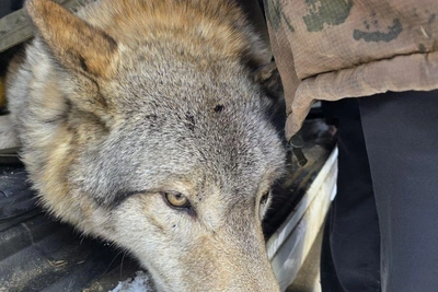 Умер волк Серёга из Сибирского зоопарка