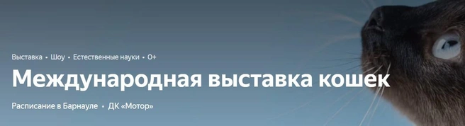 Барнаульцев приглашают на выставку кошек | Источник: Яндекс Афиша