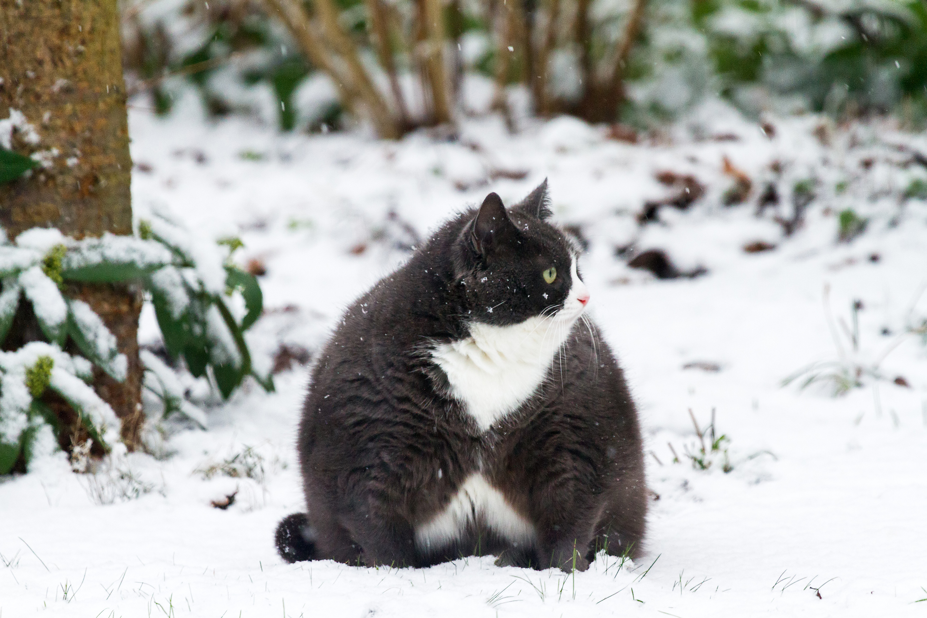 Толстый кот снежок