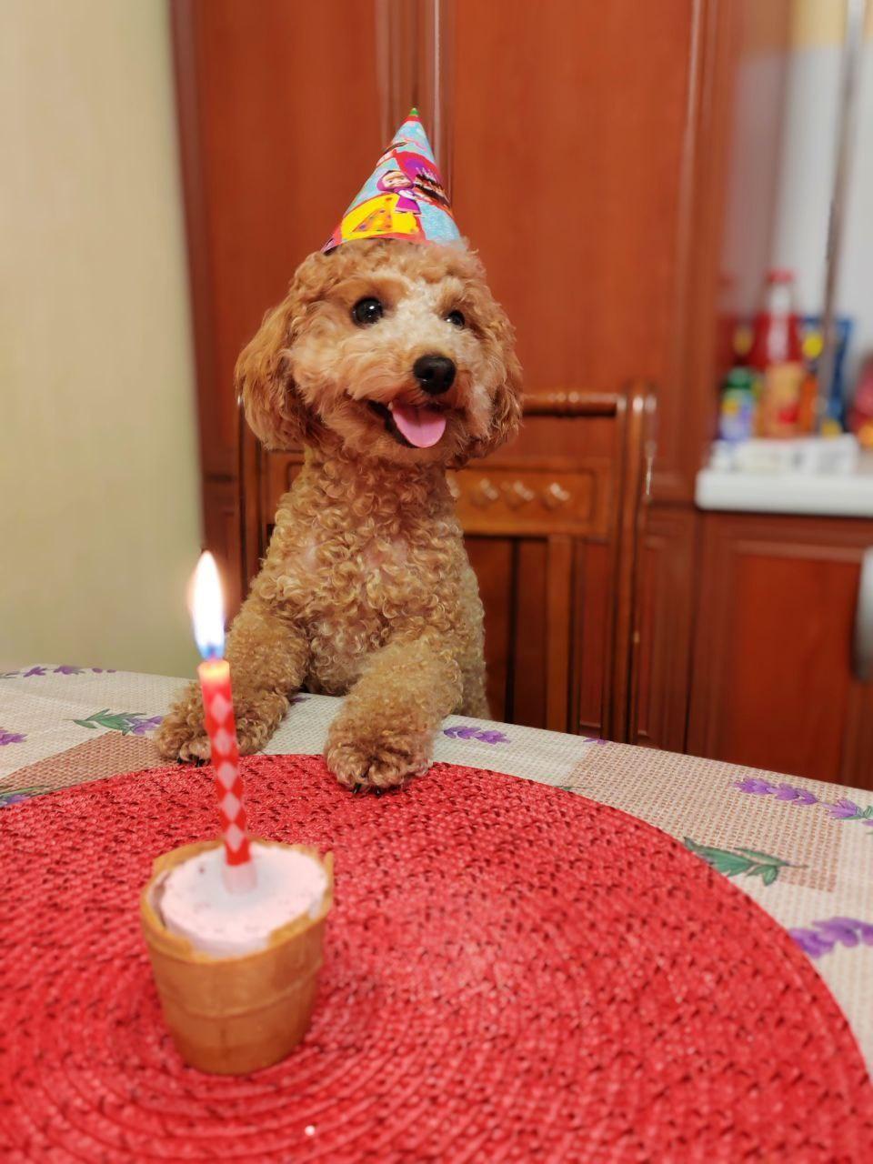 20 смешных кадров питомцев жителей Волгограда, которые точно поднимут вам настроение, — милая фотоподборка