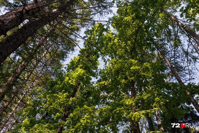 Вы мощный дуб или стройная березка? | Источник: Ирина Шарова / 72.RU