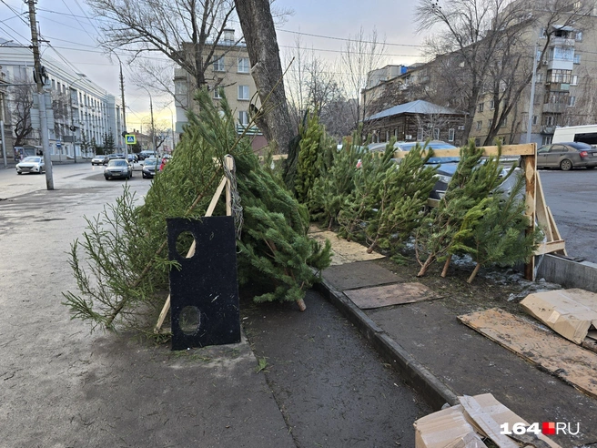 В продаже тут есть и ель | Источник: Семен Коротов-Майбах / 164.RU