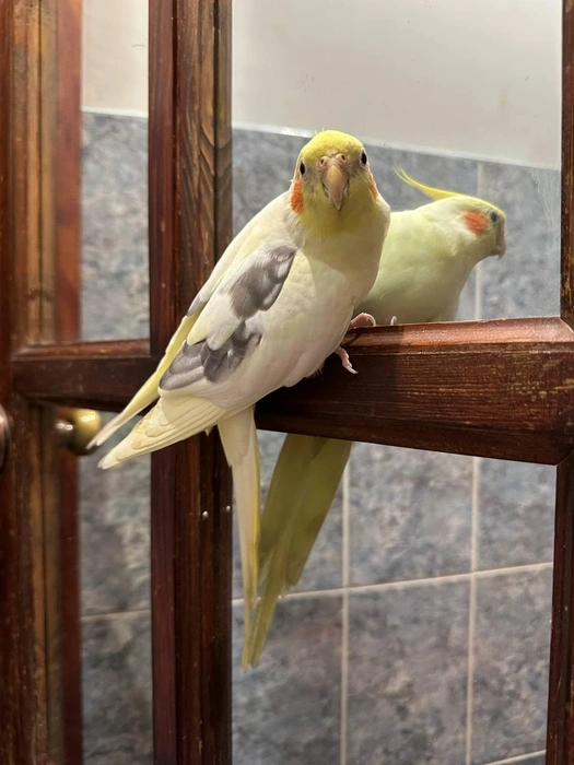 Идеален, как ни крути  | Источник: читатель 63.RU 