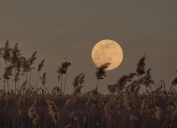 Полнолуние в Овне 7 октября: чья жизнь кардинально изменится в это особенное время