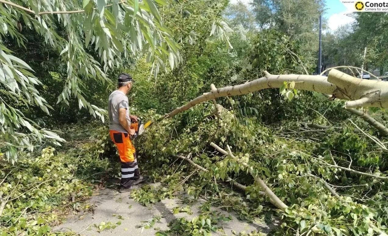 Ленинский район Челябинска после урагана завалило упавшими деревьями — фото, видео