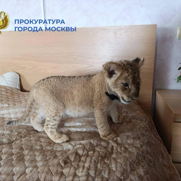 Источник: ПРОКУРАТУРА МОСКВЫ
