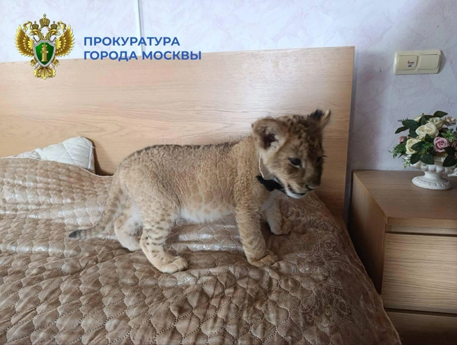 В Москве спасли льва с детенышем | Источник: Прокуратура Москвы / MSK1.RU
