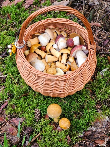 Пушкинский район богат на белые грибы | Источник: Анна Герасюто / Грибы в Подмосковье 2025 / VK.com