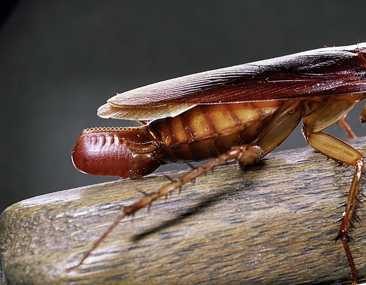 Неуловимые суперзлодеи: как эволюция наделила тараканов неуязвимостью