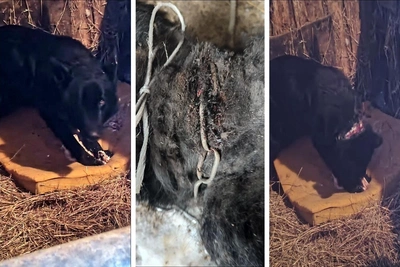 Vets save dog with chain embedded in neck