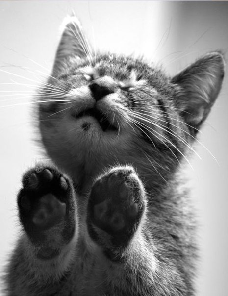 Soft kitty, warm kitty. Little bal...